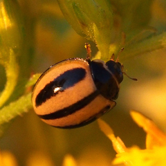Micraspis kiotoensis