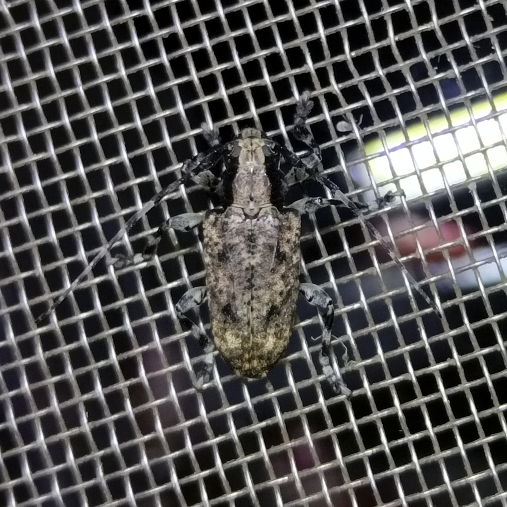Aegomorphus nigropunctatus