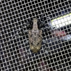 Aegomorphus nigropunctatus