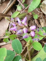 Grona heterocarpos angustifolia
