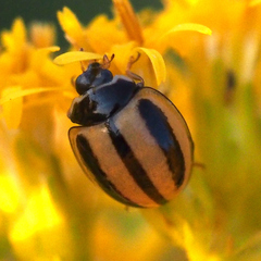 Micraspis kiotoensis