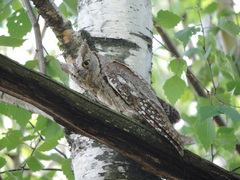 Otus scops