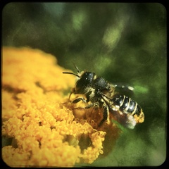 Megachilidae