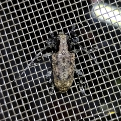 Aegomorphus nigropunctatus
