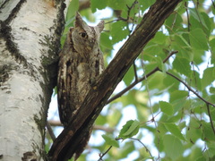 Otus scops