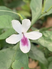 Acanthoideae