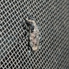 Aegomorphus nigropunctatus