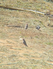 Amadina erythrocephala