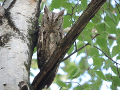 Otus scops