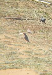 Amadina erythrocephala