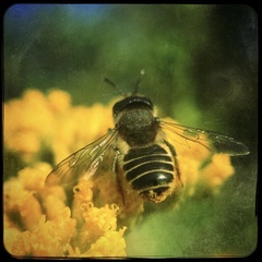 Megachilidae