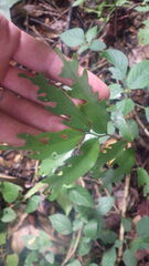 Ficus politoria