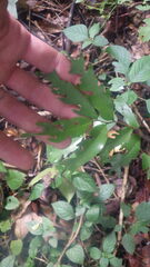 Ficus politoria