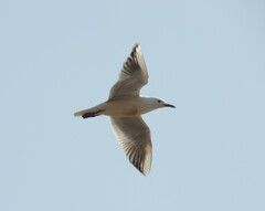 Chroicocephalus genei