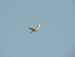 Chroicocephalus genei