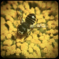 Megachilidae