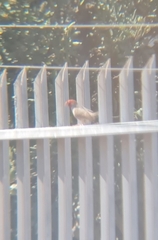 Amadina erythrocephala