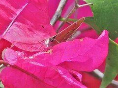 Callophrys xami xami