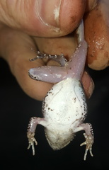 Tomopterna natalensis