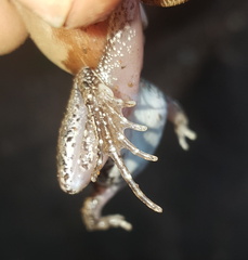 Tomopterna natalensis