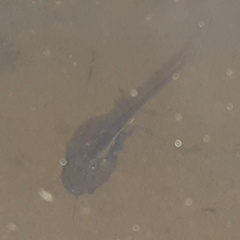 Xenopus laevis