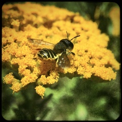 Megachilidae
