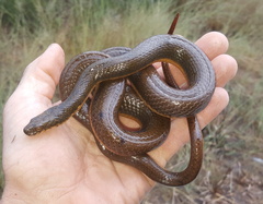 Lycodonomorphus laevissimus