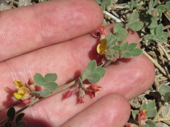 Acmispon decumbens davidsonii