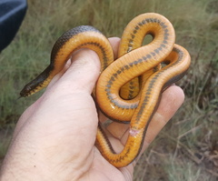 Lycodonomorphus laevissimus