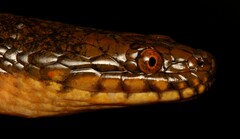 Lycodonomorphus laevissimus