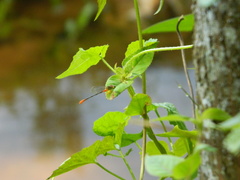 Ceriagrion cerinorubellum