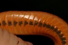 Lycodonomorphus laevissimus