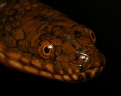 Lycodonomorphus laevissimus