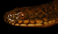 Lycodonomorphus laevissimus