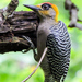Golden-cheeked Woodpecker - Photo (c) Cheryl Harleston López Espino, some rights reserved (CC BY-NC-ND)
