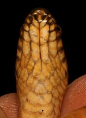 Lycodonomorphus laevissimus