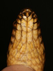 Lycodonomorphus laevissimus