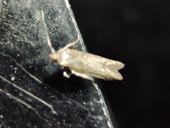 Blastobasis maroccanella