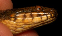 Lycodonomorphus laevissimus