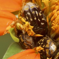 Euphoria subtomentosa