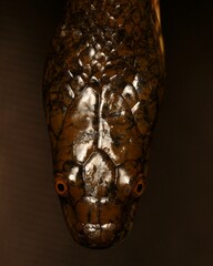 Lycodonomorphus laevissimus