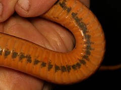 Lycodonomorphus laevissimus