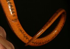 Lycodonomorphus laevissimus