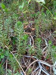 Petrosedum sediforme