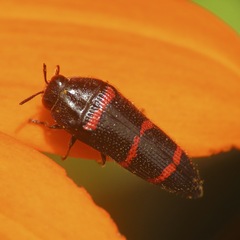 Acmaeodera trizonalis