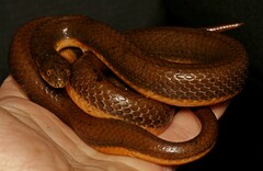 Lycodonomorphus laevissimus
