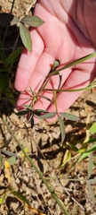 Indigofera psoraloides