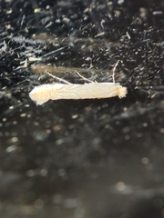 Phyllonorycter quercifoliella