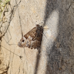 Hipparchia syriaca