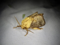 Narosoideus flavidorsalis